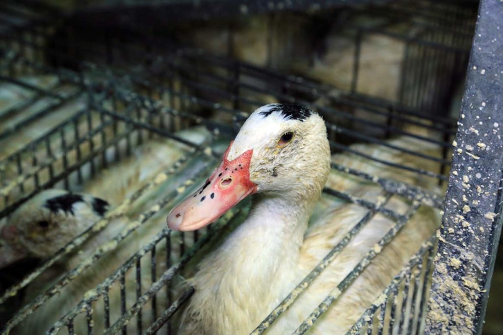 Fondation Brigitte Bardot combat foie gras gavage canards oies