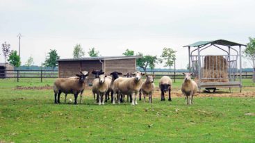 Manche : prise en charge de 26 bovins et ovins en manque de soins
