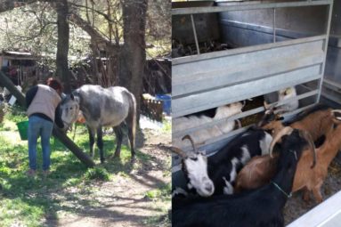 La FBB recueille un cheval et 31 chèvres dans le Var