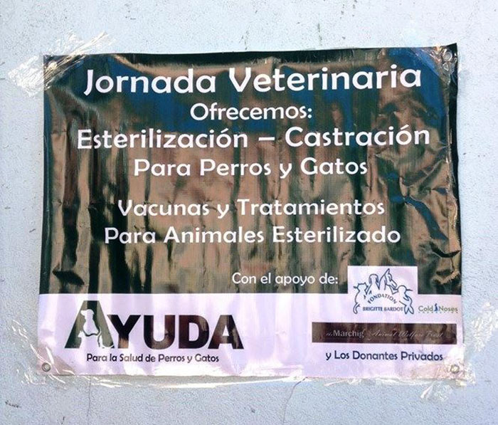 fondation bardot aide internationale guatemala ayuda chiens chats errants sterilisation