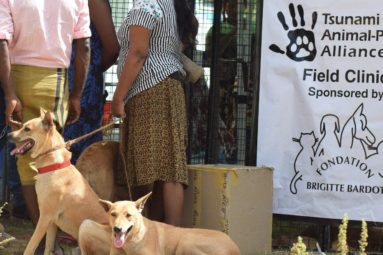 Au Sri Lanka, la FBB soutient Tsunami Animal depuis 2007