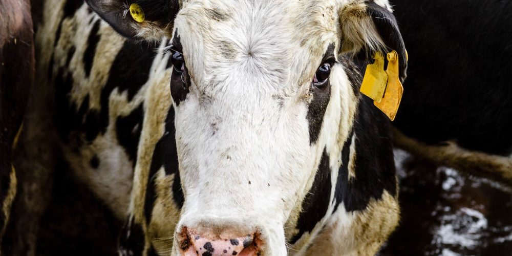 Projet de ferme-usine des 1 000 vaches : Brigitte Bardot écrit son indignation au ministre de l’Agriculture