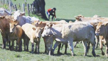La FBB prend en charge des bovins en souffrance sur une exploitation agricole de Mayenne