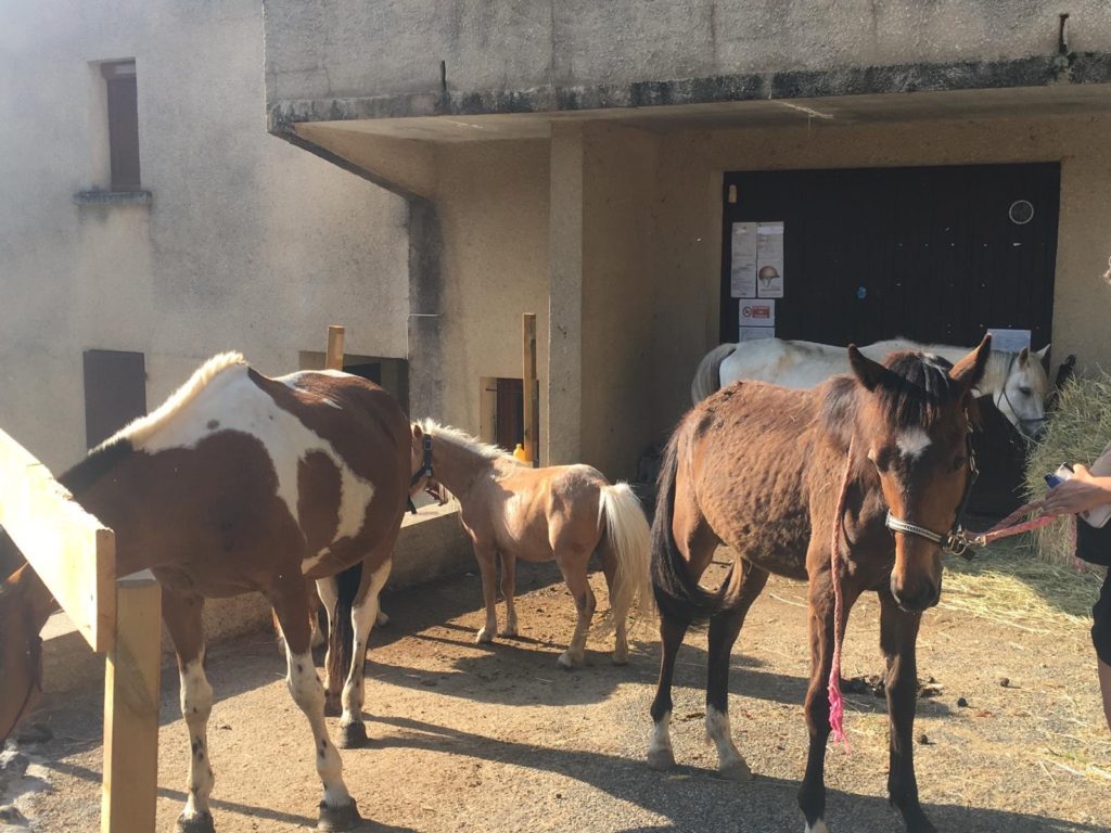 fondation brigitte bardot sauvetage chevaux centre equestre ardeche