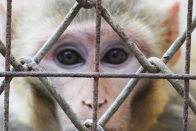 Air France : stop au transport aérien des animaux pour les laboratoires !