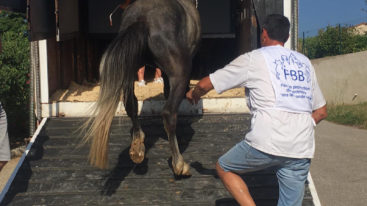 Sauvetage de 6 chevaux en manque de soins dans l’Ardèche