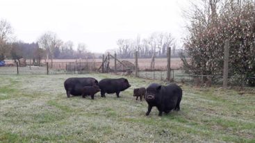 La FBB prend en charge cinq cochons vietnamiens abandonnés dans l’Eure