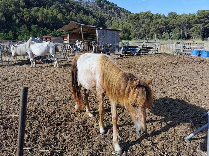 fondation bardot sauvetage equides