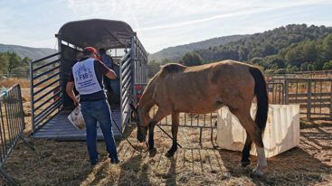 La FBB sauve des équidés en état de souffrance dans les Bouches-du-Rhône