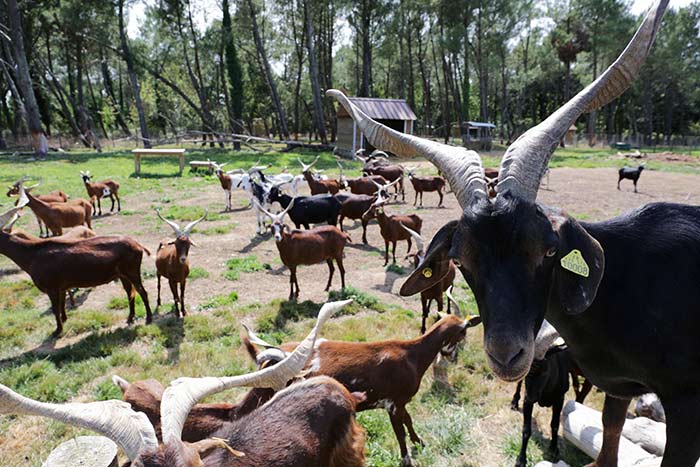 La Fondation recueille 7 chèvres abandonnées sur un terrain