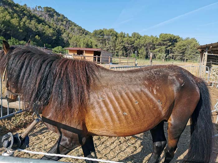 fbb sauvetage chevaux mouton bouches-du-rhone