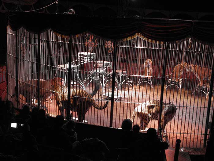 fondation brigitte bardot cirque sans animaux