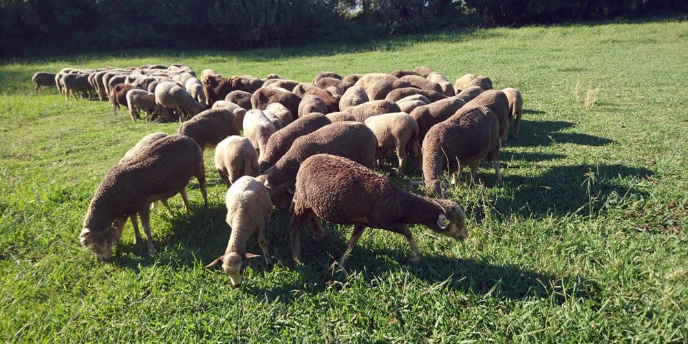 Aïd el-Kebir 2019 : 220 moutons sauvés et recueillis par la FBB !