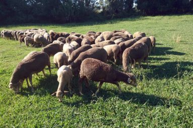 Aïd el-Kebir 2019 : 220 moutons sauvés et recueillis par la FBB !