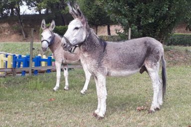 Drôme : la FBB sauve et recueille deux ânes maltraités