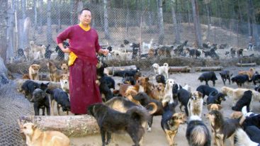 Au Bhoutan, la FBB aide des associations à sauver des centaines d’animaux depuis 2009