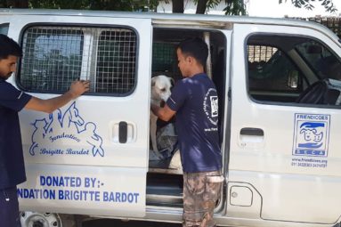 En Inde, la FBB participe à la stérilisation des chiens errants depuis 2008