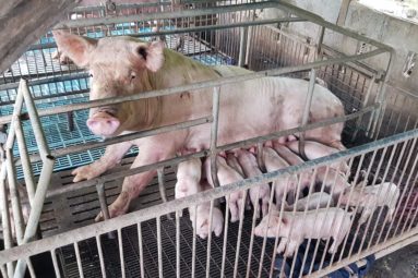 Stop à l’élevage en cage : signez l’initiative citoyenne européenne !