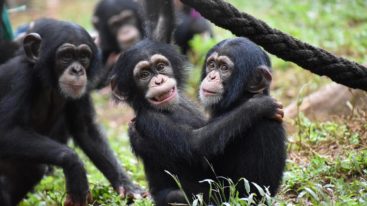 Depuis 2016, la FBB soutient les sanctuaires africains de PASA Primates