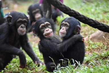 Depuis 2016, la FBB soutient les sanctuaires africains de PASA Primates