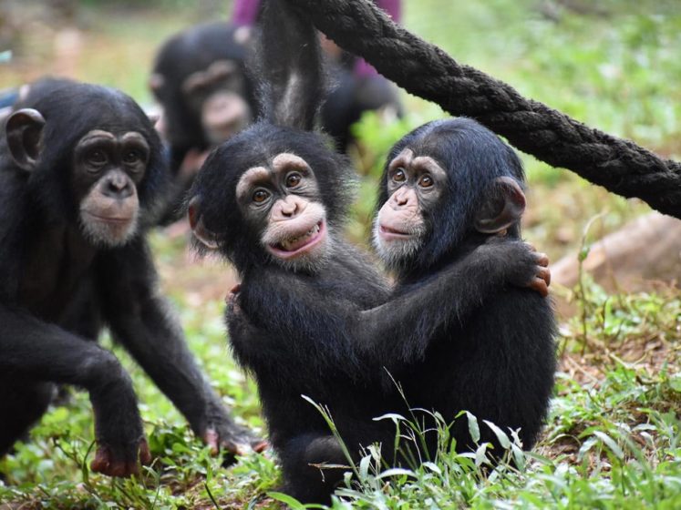fondation bardot aide internationale afrique pasa primates