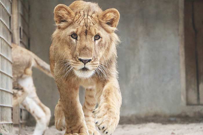 fondation brigitte bardot tonga terre d accueil lionceaux trafic animaux sauvages afrique du sud reserve bornfree