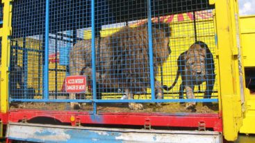 La France doit interdire les animaux sauvages dans les cirques !