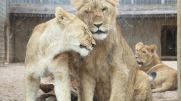 Tonga : 4 lionceaux rescapés du trafic vont s’envoler vers l’Afrique du Sud !