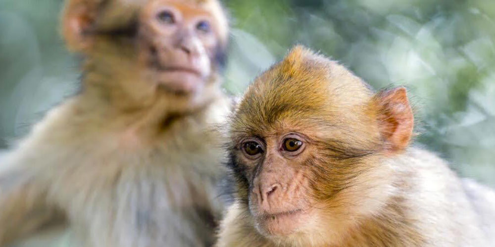 Les macaques rescapés de Labenne rejoignent le refuge de La Tanière