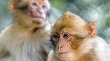 Les macaques rescapés de Labenne rejoignent le refuge de La Tanière