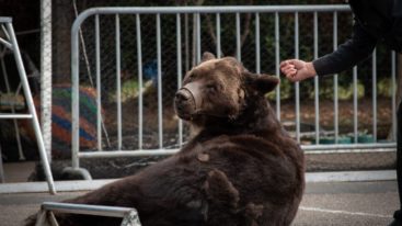 Lettre ouverte et pétition pour l’interdiction des spectacles d’ours !