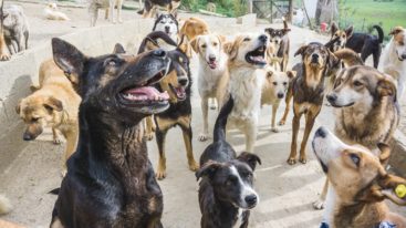 Au Maroc, la FBB participe depuis 2008 à la protection des chiens errants