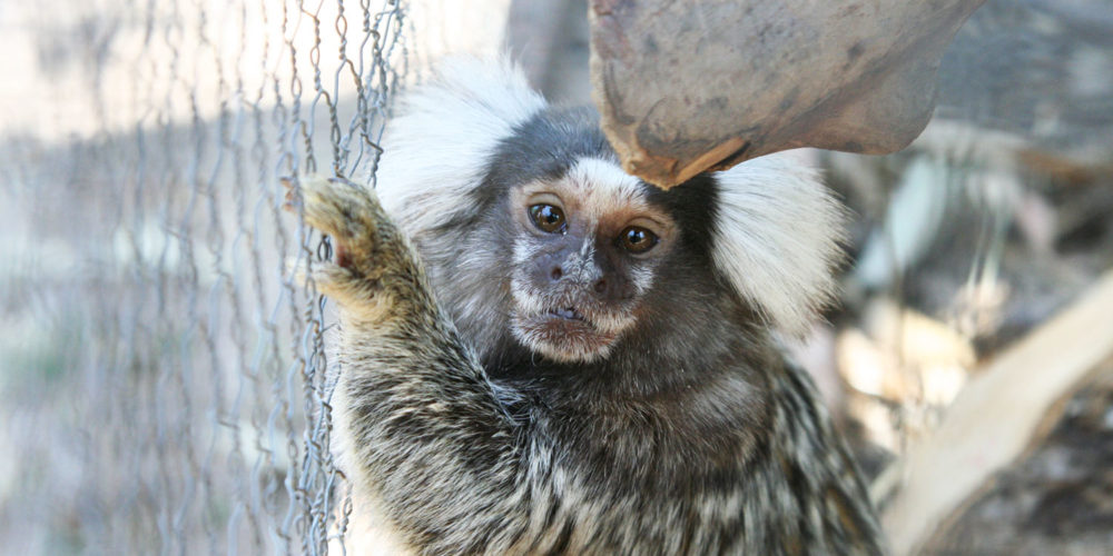 Au Brésil, la FBB aide Projeto Mucky à sauvegarder les primates