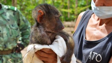 Depuis 2016, la FBB aide ATO Bénin à protéger les primates