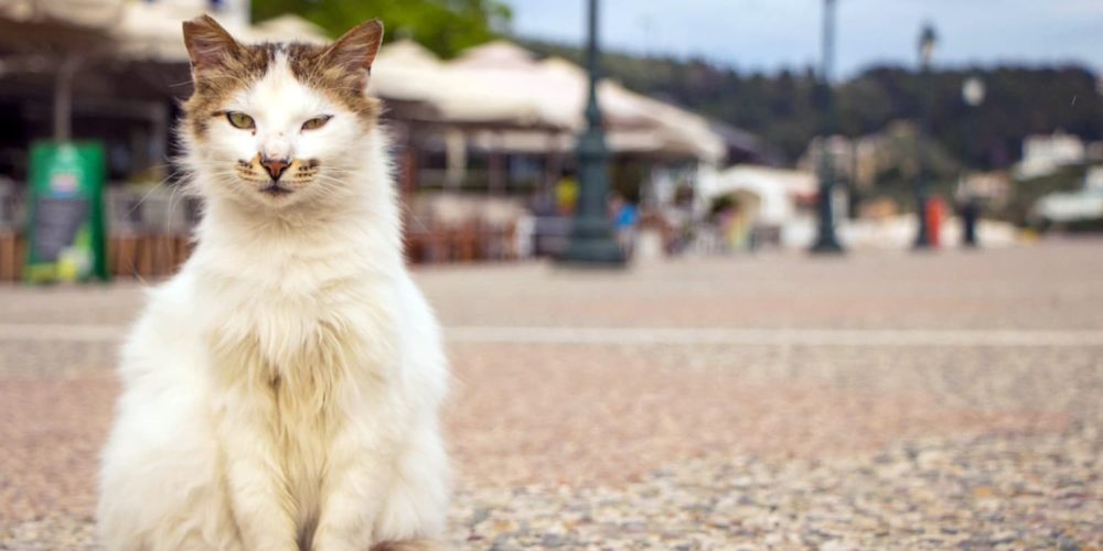 En Grèce, la FBB finance la stérilisation des chats errants de Skiathos depuis 2014