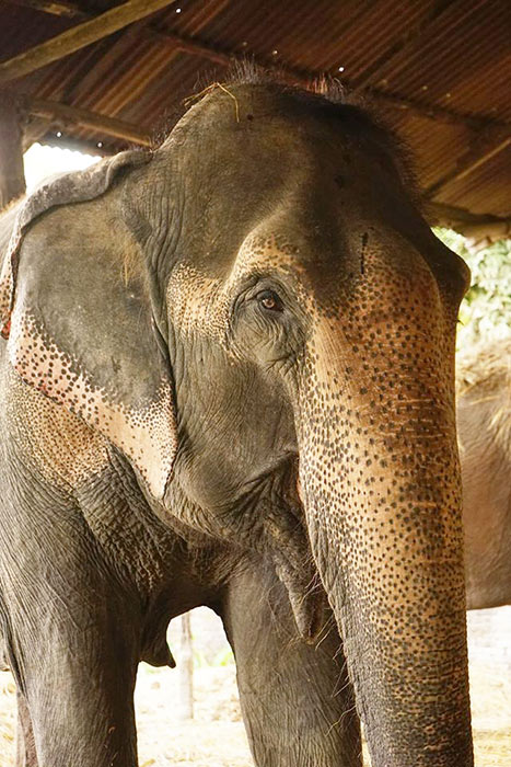fondation brigitte bardot aide internationale asie nepal elephants