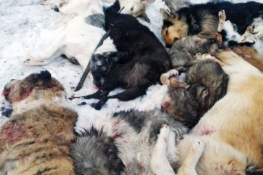 Massacre de chiens errants : lettre ouverte de Brigitte Bardot au Président du Kazakhstan