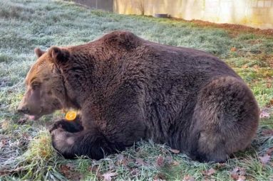 Sauvé par la Fondation Brigitte Bardot, l’ours Bony découvre le Refuge de l’Arche