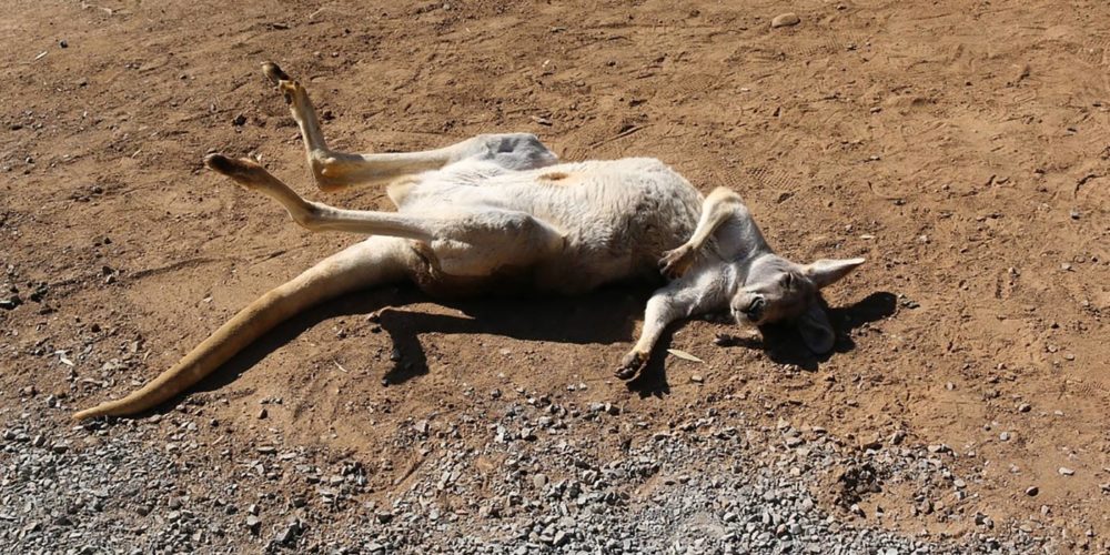 Massacre des kangourous en Australie : les supermarchés dans le déni