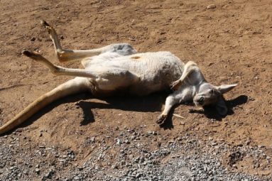 Massacre des kangourous en Australie : les supermarchés dans le déni
