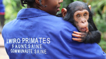 Depuis 2009, la FBB aide Lwiro à protéger les primates en RDC