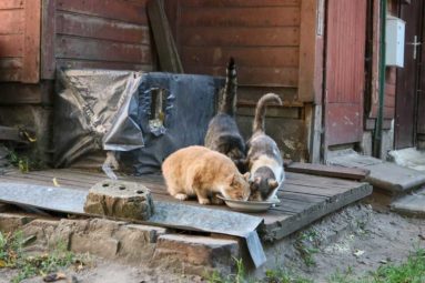 En Lettonie, la Fondation aide Animals Friends Fund depuis 2013