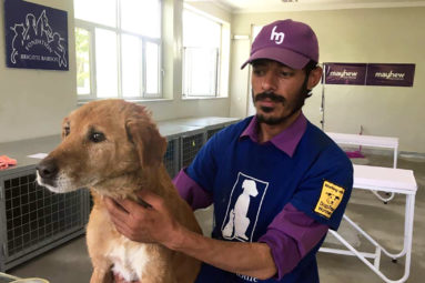 En Afghanistan, la Fondation protège les chiens errants de Kabul avec l’aide l’association Mayhew