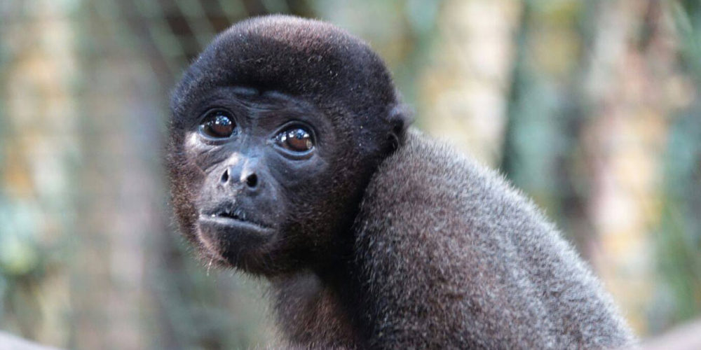 Au Pérou, la FBB aide Ikamaperu à protéger les primates depuis 2007