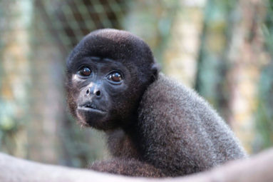 Au Pérou, la FBB aide Ikamaperu à protéger les primates depuis 2007