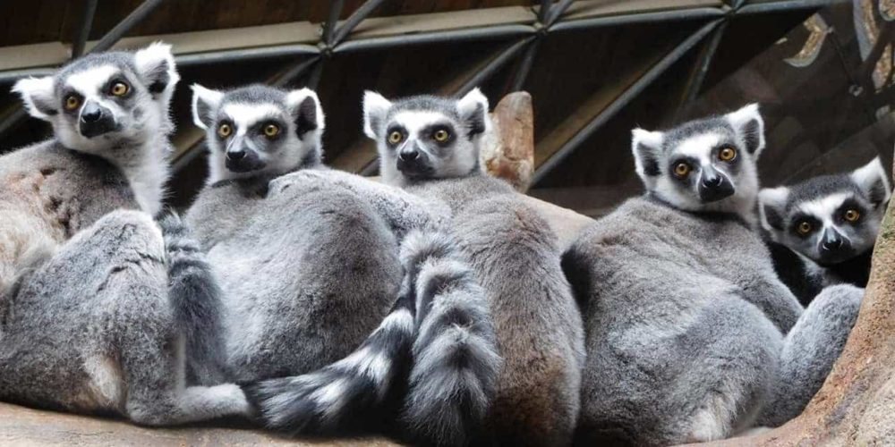 À Madagascar, la FBB aide Reniala à sauver les lémuriens depuis 2015
