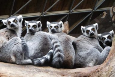 À Madagascar, la FBB aide Reniala à sauver les lémuriens depuis 2015