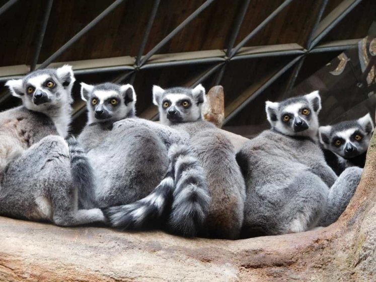 fondation bardot aide internationale madagascar renalia lemuriens