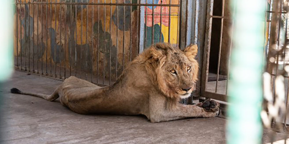 Urgence pour les animaux du zoo familial d’Al Qurashi au Soudan !