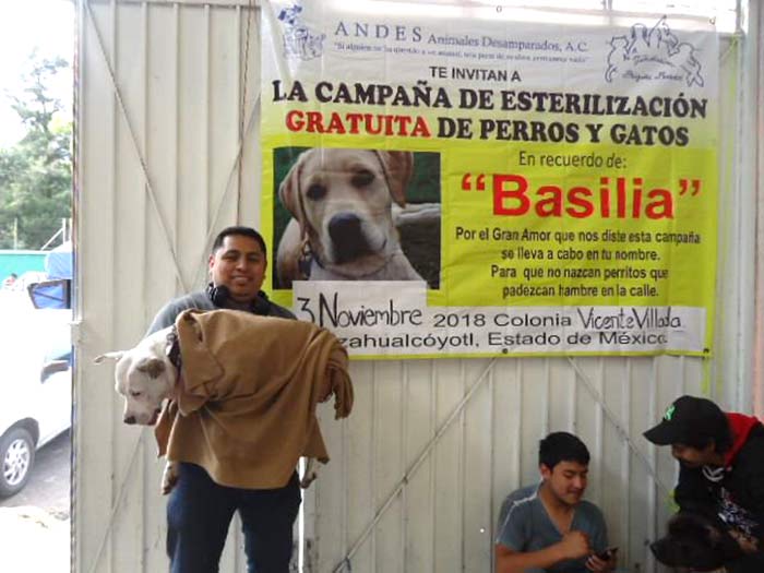 fondation bardot aide internationale mexique andes Animales Desamparados sterilisation